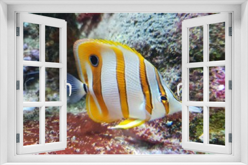Fototapeta Naklejka Na Ścianę Okno 3D - Fish Heaven