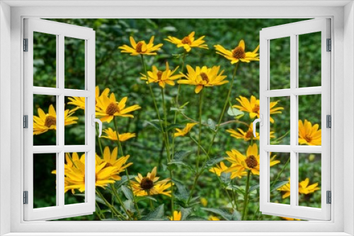 Fototapeta Naklejka Na Ścianę Okno 3D - a lot of yellow flowers in a green garden