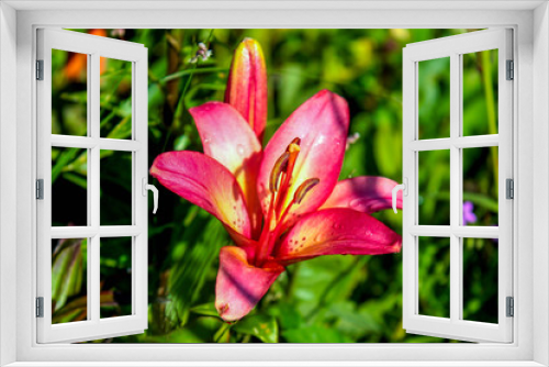 Fototapeta Naklejka Na Ścianę Okno 3D - Pink flower, Lily, green leaves summer