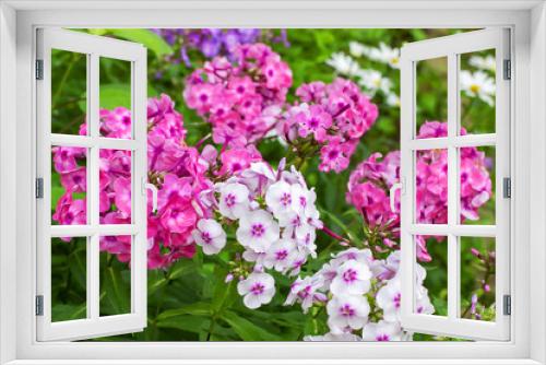 Fototapeta Naklejka Na Ścianę Okno 3D - pink and white flowers close-up in the garden