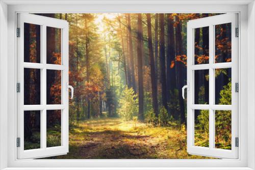 Fototapeta Naklejka Na Ścianę Okno 3D - Autumn forest landscape. Colorful foliage on trees and grass shining on sunbeams. Amazing woodland. Scenery fall. Beautiful sunrays in morning forest