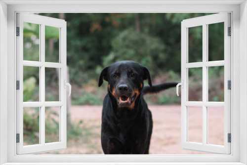 Fototapeta Naklejka Na Ścianę Okno 3D - My Cute Black Dog