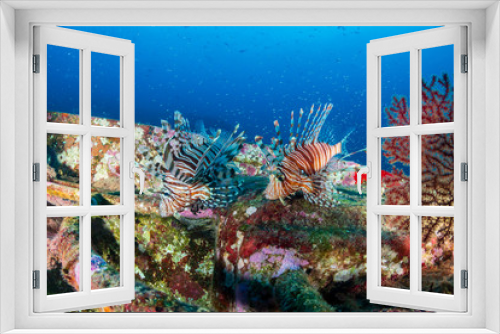 Fototapeta Naklejka Na Ścianę Okno 3D - Colorful Lionfish swimming arond an old ship wreck on a tropical coral reef