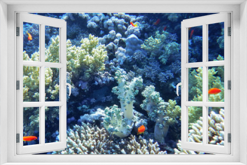 Fototapeta Naklejka Na Ścianę Okno 3D - underwater world of the Red Sea, corals, goldfish and other fish, against the background of the sea depth near the coral reef Gordon, Sharm El Sheikh, Egypt