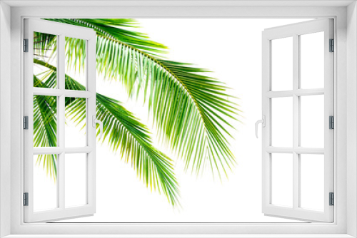 Fototapeta Naklejka Na Ścianę Okno 3D - Detail of coconut trees leaf isolated on white background