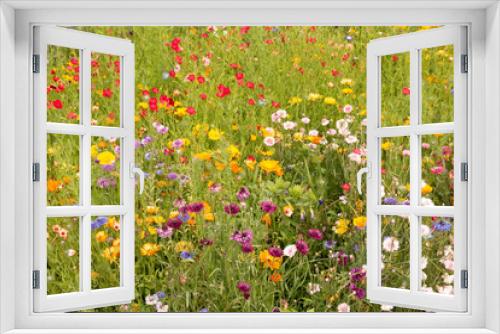 Fototapeta Naklejka Na Ścianę Okno 3D - Beautiful meadow in the summer