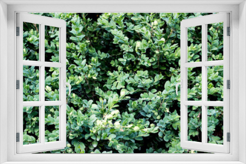 Fototapeta Naklejka Na Ścianę Okno 3D - Green plants background