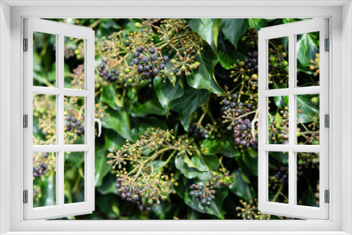 Fototapeta Naklejka Na Ścianę Okno 3D - green hedge close up view
