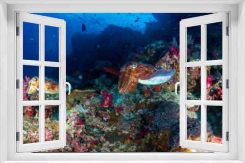 Fototapeta Naklejka Na Ścianę Okno 3D - Colorful Cuttlefish on a healthy, thriving tropical coral reef