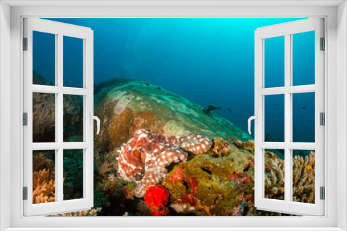 Fototapeta Naklejka Na Ścianę Okno 3D - Large Octopus patrolling a colorful but murky tropical coral reef