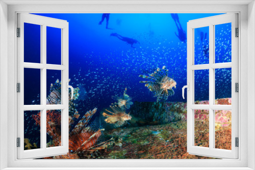 Fototapeta Naklejka Na Ścianę Okno 3D - Beautiful Lionfish swimming over a coral encrusted shipwreck in a tropical ocean