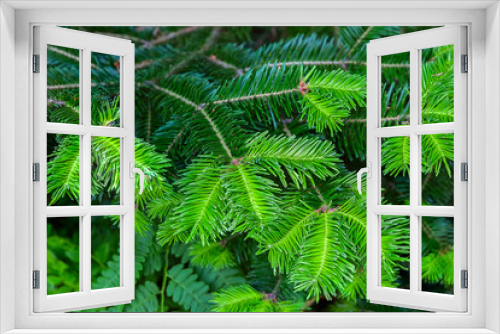 Fototapeta Naklejka Na Ścianę Okno 3D - Young shoots on the branches of spruce.