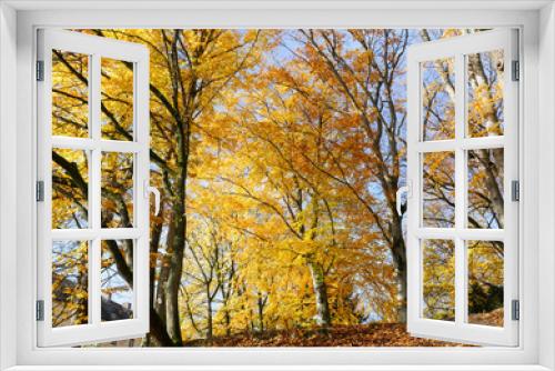 Fototapeta Naklejka Na Ścianę Okno 3D - Autumn Gold Foliage Trees in a Park