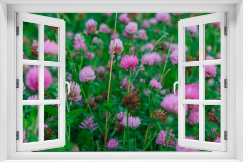 Fototapeta Naklejka Na Ścianę Okno 3D - Field of clover flowers