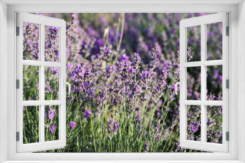 Fototapeta Naklejka Na Ścianę Okno 3D - Beautiful blooming lavender in field on summer day