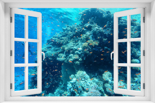 Fototapeta Naklejka Na Ścianę Okno 3D - Huge amount of fish, red sea, coral reefs, diving