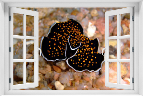 Fototapeta Naklejka Na Ścianę Okno 3D - Gold dotted flatworm