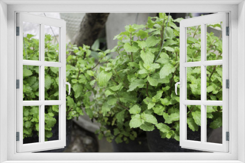 Fototapeta Naklejka Na Ścianę Okno 3D - Green mint plant pot in the garden