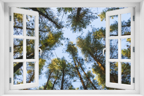 Fototapeta Naklejka Na Ścianę Okno 3D - tree crowns in the blue sky