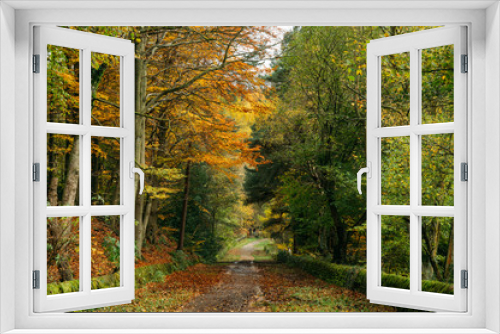 Fototapeta Naklejka Na Ścianę Okno 3D - Autumnal footpath to Wyming Brook reserve
