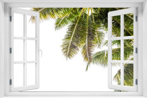 Fototapeta Naklejka Na Ścianę Okno 3D - coin de palmes et cimes de cocotiers sur fond blanc 