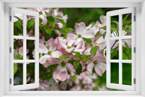 Fototapeta Naklejka Na Ścianę Okno 3D - A close-up view of pink dogwood flowers, Cornus florida rubra