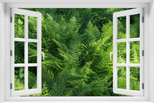 Fototapeta Naklejka Na Ścianę Okno 3D - fern