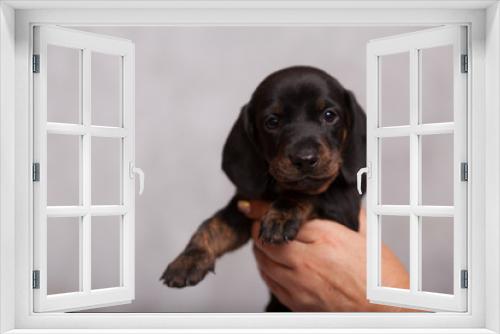 Fototapeta Naklejka Na Ścianę Okno 3D - cute puppy hunting Dachshund on grey background in Studio
