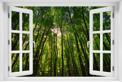 Fototapeta Naklejka Na Ścianę Okno 3D - Tree trunks in green