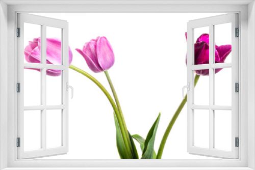 Fototapeta Naklejka Na Ścianę Okno 3D - Flower composition with tulips isolated on a white background