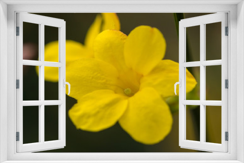 Fototapeta Naklejka Na Ścianę Okno 3D - Bright Winter Jasmine