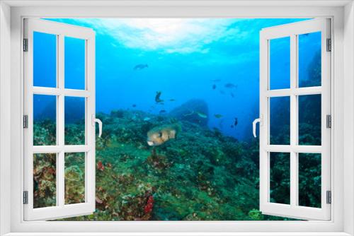 Fototapeta Naklejka Na Ścianę Okno 3D - Large Pufferfish swimming over a tropical coral reef