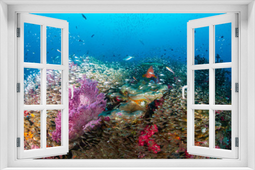 Fototapeta Naklejka Na Ścianę Okno 3D - A healthy, colorful tropical coral reef full of marine life