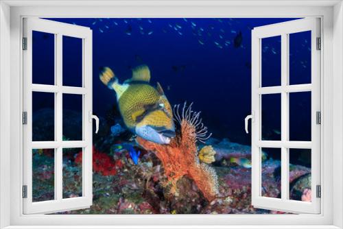 Fototapeta Naklejka Na Ścianę Okno 3D - Large Titan Triggerfish on a deep tropical coral reef at dawn