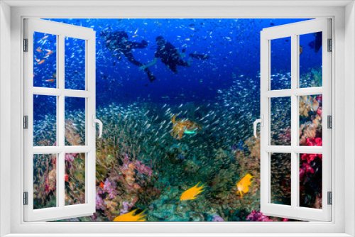 Fototapeta Naklejka Na Ścianę Okno 3D - Colorful Cuttlefish and SCUBA divers on a beautiful, healthy tropical coral reef
