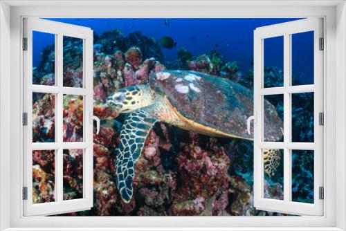 Fototapeta Naklejka Na Ścianę Okno 3D - Beautiful Hawksbill Sea Turtle feeding on a colorful tropical coral reef