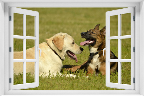 Fototapeta Naklejka Na Ścianę Okno 3D - Sunstroke, health of pets in the summer. Labrador. Dogs play with each other. How to protect your dog from overheating.Training of dogs.  Young energetic dog on a walk. 