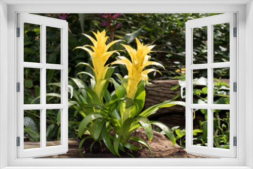 Fototapeta Naklejka Na Ścianę Okno 3D - gelb blühende kakteenpflanze fotografiert im tropenhaus mit makroobjektiv