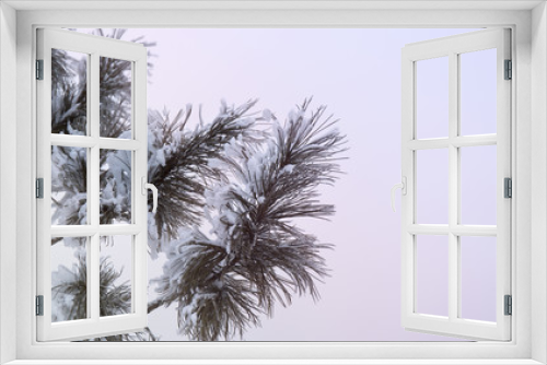 Fototapeta Naklejka Na Ścianę Okno 3D - Snowcowered branches. Winter blur background. Frost trees.