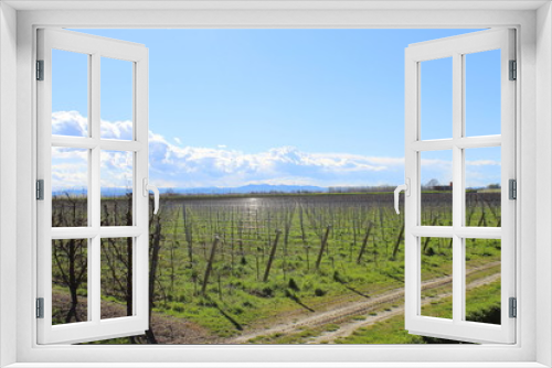 Fototapeta Naklejka Na Ścianę Okno 3D - campagna aspettando l'uva e il vino