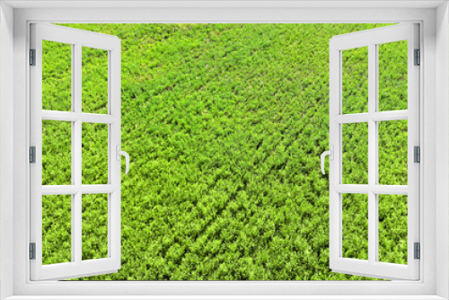 Fototapeta Naklejka Na Ścianę Okno 3D - Aerial from drone green grass texture background