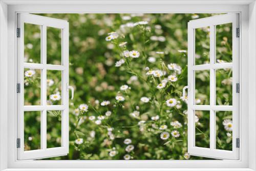 Fototapeta Naklejka Na Ścianę Okno 3D - Chamomile flower bushes