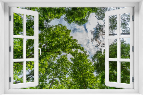 Fototapeta Naklejka Na Ścianę Okno 3D - Top of the trees