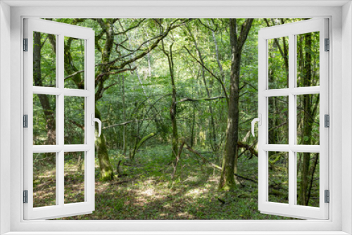 Fototapeta Naklejka Na Ścianę Okno 3D - small path in the forest in Sankt Wendel