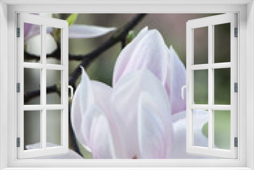 Fototapeta Naklejka Na Ścianę Okno 3D - Magnolia