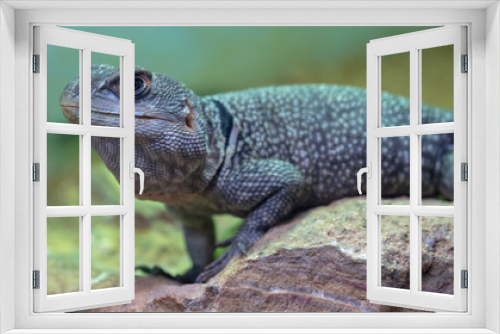 Fototapeta Naklejka Na Ścianę Okno 3D - Desert Iguana (Dipsosaurus dorsalis)