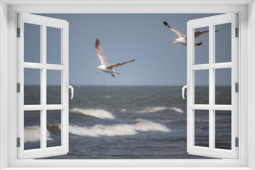 Fototapeta Naklejka Na Ścianę Okno 3D - Seagulls flying above the Baltic sea