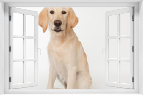 Fototapeta Naklejka Na Ścianę Okno 3D - Yellow lab puppy on white background