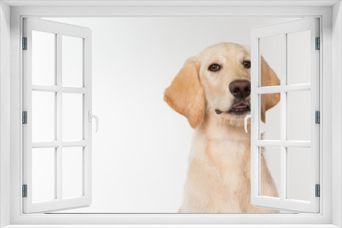 Fototapeta Naklejka Na Ścianę Okno 3D - Yellow lab puppy