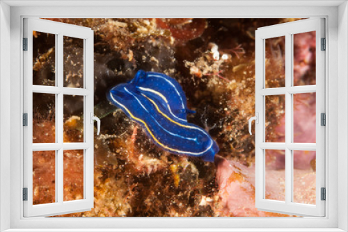 Fototapeta Naklejka Na Ścianę Okno 3D - Hypselodoris orsinii nudibranch